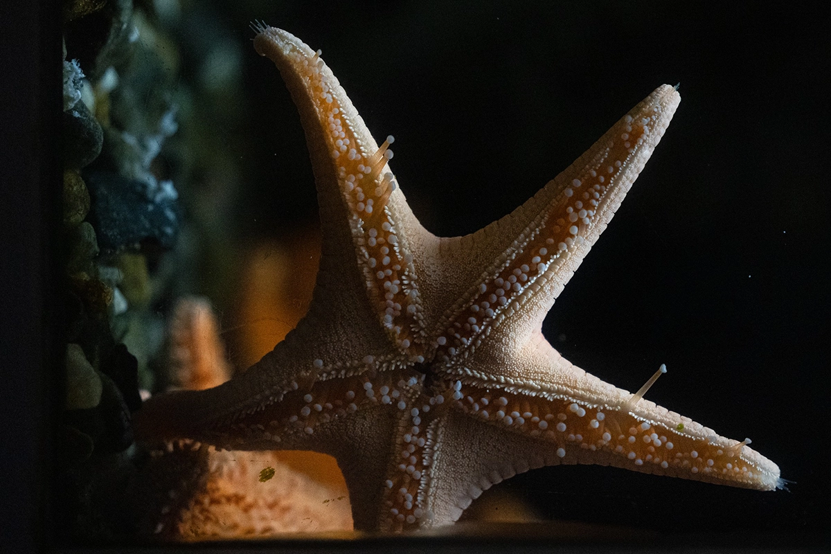Aquarium du Quebec