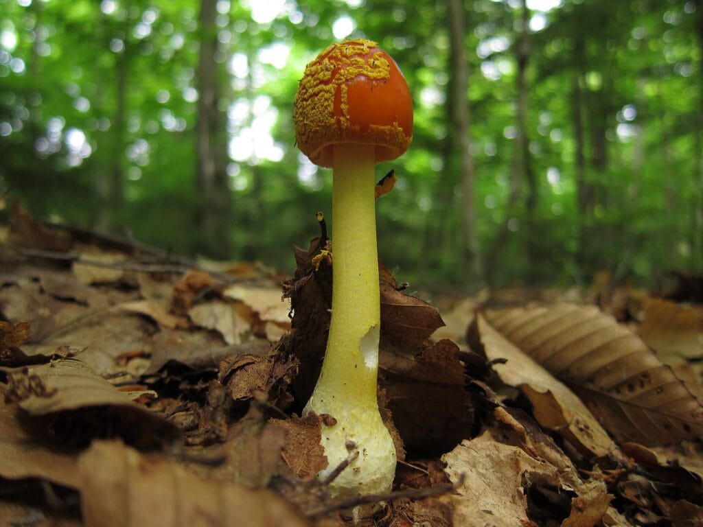Jeune amanite flavoconia, champignon orangé commun dans les forêts du Québec